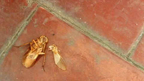 A dead cockroach on the floor Stock Photos
