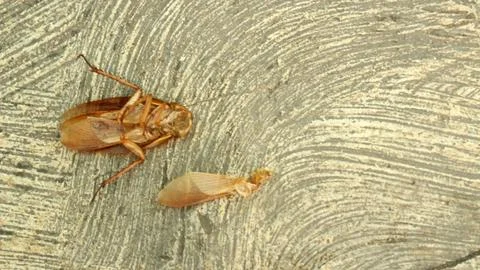 A dead cockroach on the floor Stock Photos