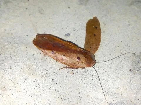 Dead cockroach on the floor Stock Photos