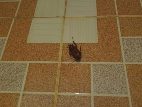 Dead Cockroach on Floor Representing Poor Sanitation and Hygiene Photos