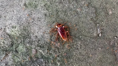 A dead cockroach on a grey textured surface being swarmed by tiny ants Stock Footage 312098089