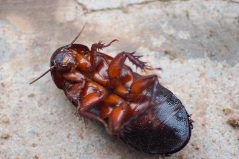 Dead cockroach on the ground Stock Photos