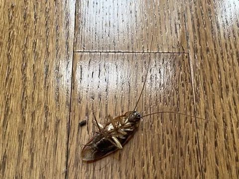 Dead Cockroach in a House Stock Photos