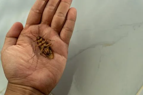 Dead cockroach on human hand Stock Photos