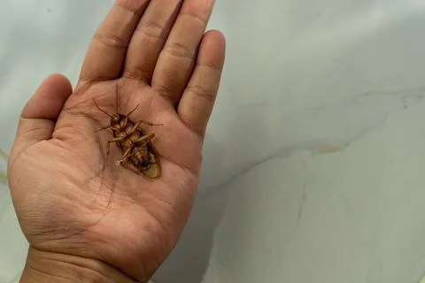 Dead cockroach on human hand Stock Photos