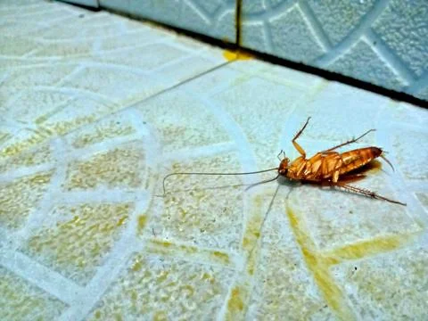 A dead cockroach insect (blattodea) Fotos de archivo