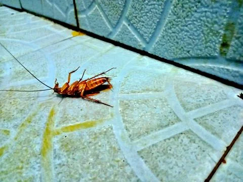 A dead cockroach insect (blattodea) Stock Photos