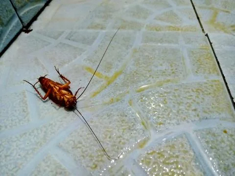 A dead cockroach insect (blattodea) Stock Photos