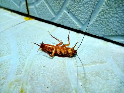A dead cockroach insect (blattodea) Stock Photos