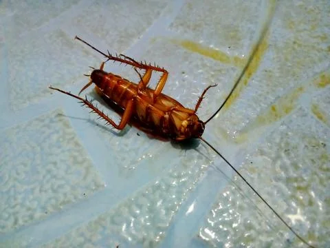 A dead cockroach insect (blattodea) Stock Photos