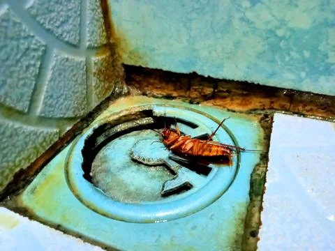 A dead cockroach insect (blattodea) Stock Photos