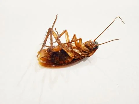Dead cockroach insects Stock Photos