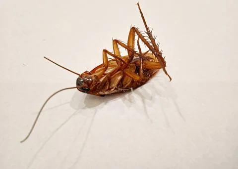 Dead cockroach insects Stock Photos