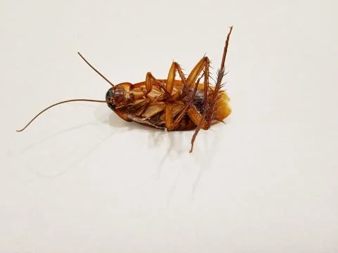 Dead cockroach insects Stock Photos