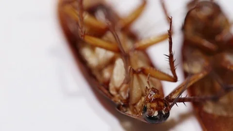 Dead cockroach, isolated on white background. Stock Footage 77328549