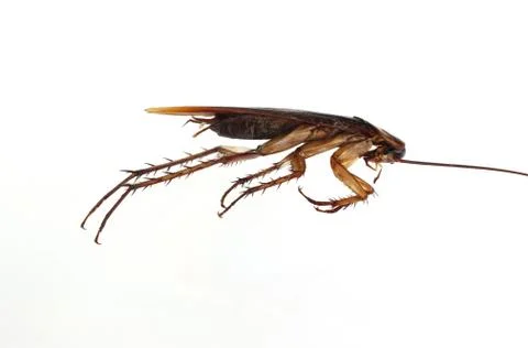 Dead cockroach isolated on a white background. Foto stock