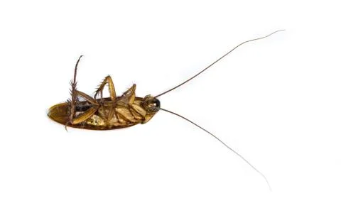 Dead cockroach isolated on a white background Stock Photos