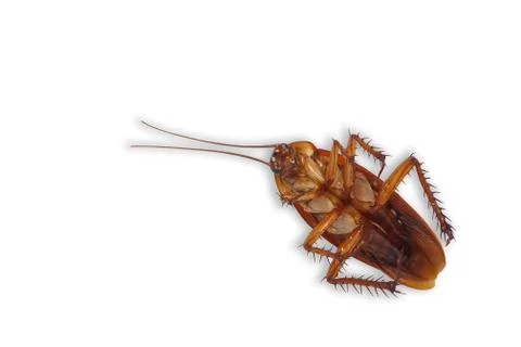 Dead cockroach isolated white background. Stock Photos