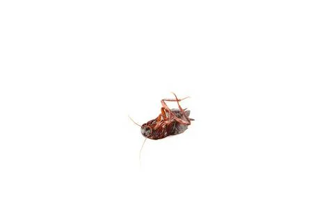 Dead cockroach isolated on white background. Macro Stock Photos