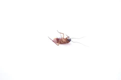 Dead cockroach isolated on white background Stock Photos