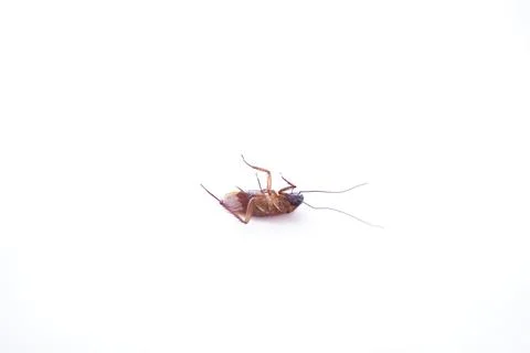 Dead cockroach isolated on white background Foto stock