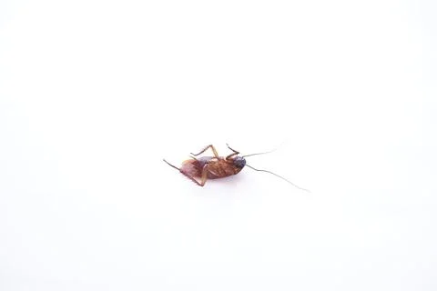 Dead cockroach isolated on white background Stock Photos