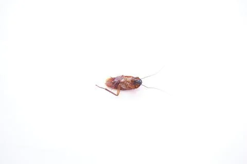 Dead cockroach isolated on white background 写真素材