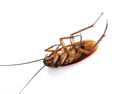 Dead cockroach isolated on a white background. Stock Photos