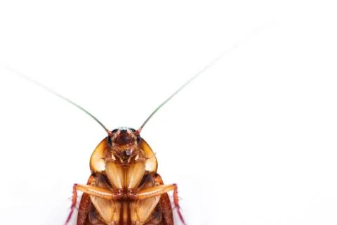 Dead cockroach isolated on white Stock-Fotos