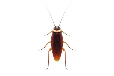 Dead cockroach isolated on white Stock Photos
