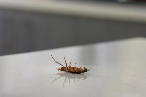 Dead Cockroach On A Kitchen Bench Stock Photos