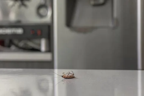 Dead Cockroach On A Kitchen Bench Stock Photos