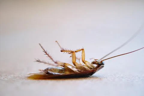 Dead cockroach lay on floor close up Stock Photos