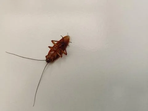 A dead cockroach lay sprawled on the floor. Stock Photos