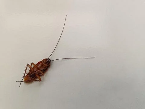 A dead cockroach lay sprawled on the floor. Stock Photos