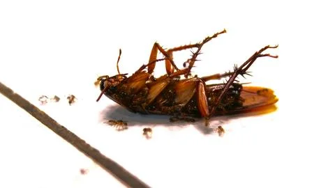 A dead cockroach lies on a flat surface Stock Photos