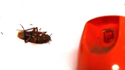 A dead cockroach lies on a flat surface Stock Photos