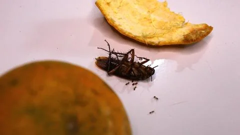 A dead cockroach lies on a flat surface Foto stock