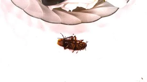 A dead cockroach lies on a flat surface Stock Photos