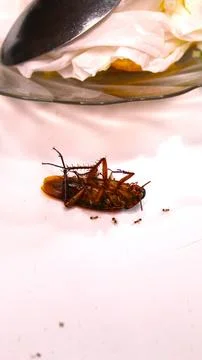 A dead cockroach lies on a flat surface Foto stock