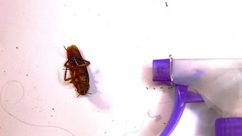 A dead cockroach lies on a flat surface Stock Photos