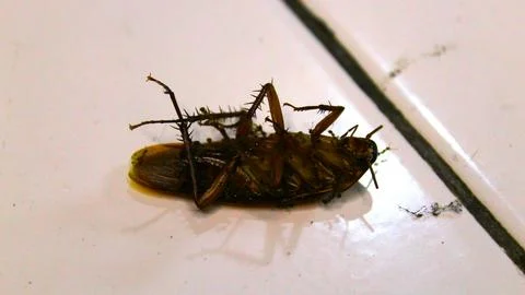 A dead cockroach lies on a flat surface Stock Photos