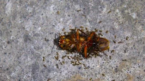 A dead cockroach lies on a flat surface Stock Photos