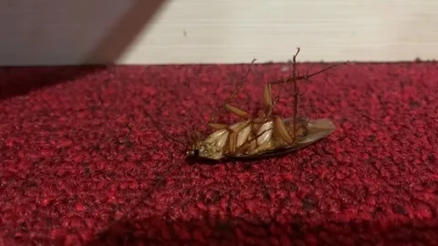 A dead cockroach lies on its back on a red carpet, a common household pest found Stock Footage 306982472