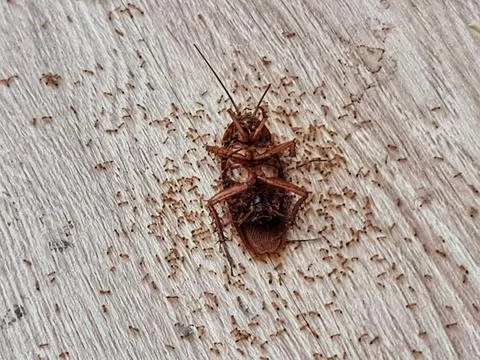 Dead cockroach lies upside down on light wooden floor being swarmed by tiny a Stock Photos