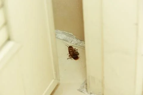A dead cockroach lying on the floor Stock Photos