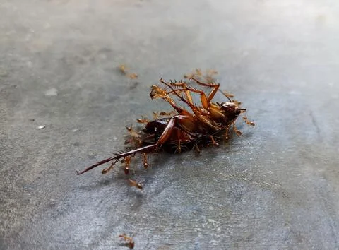 A dead cockroach lying on the floor surrounded by ants Stock Photos