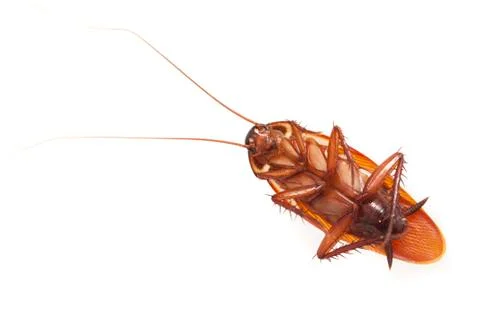 Dead cockroach lying on its back Stock Photos