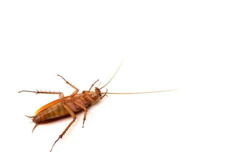 Dead cockroach lying on its back with white blank space background. Foto stock
