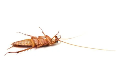 Dead cockroach lying on its back isolated on white background. Stock Photos
